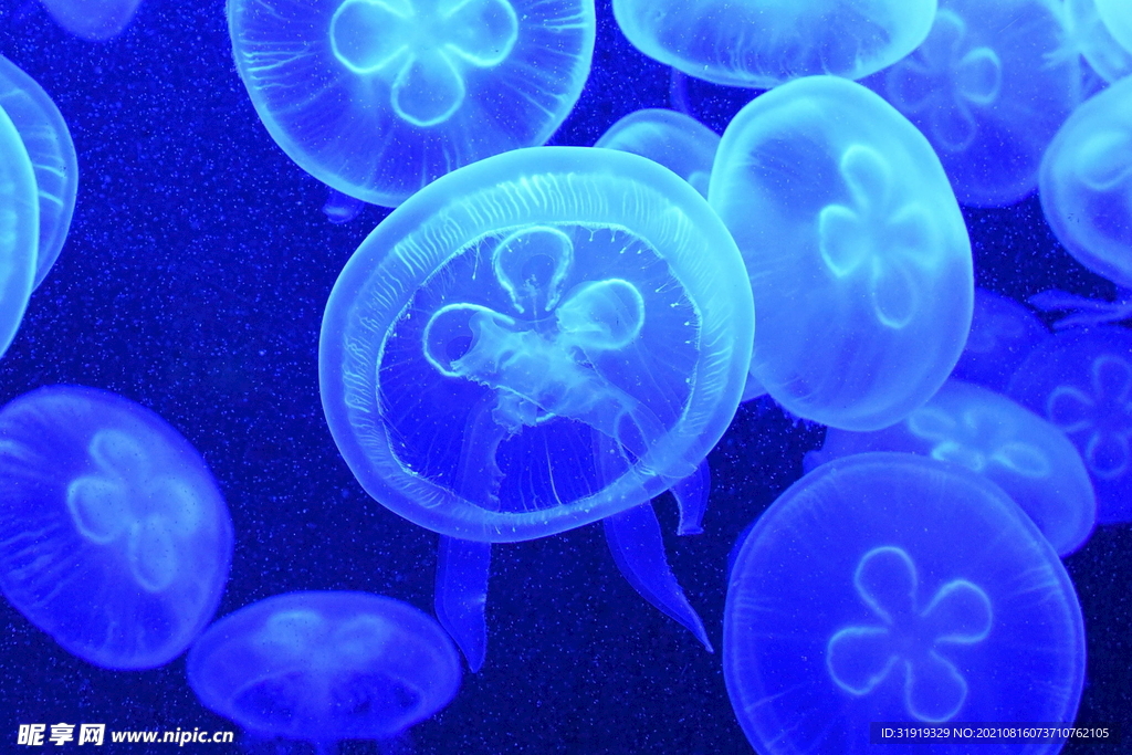 海蜇