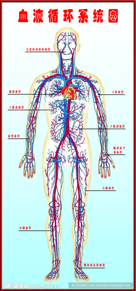血液循环系统图
