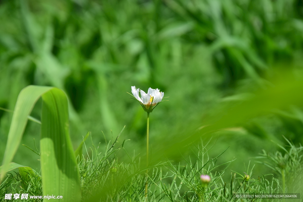 小野菊