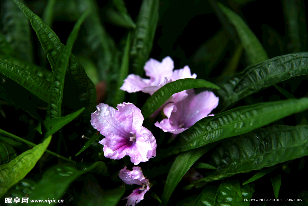 翠芦莉