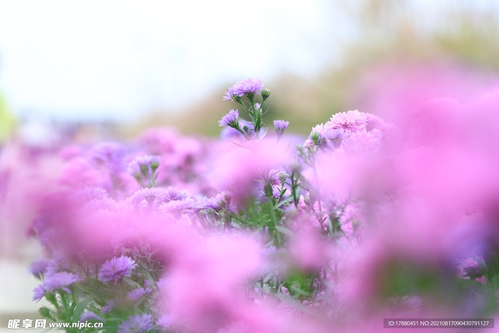 花卉