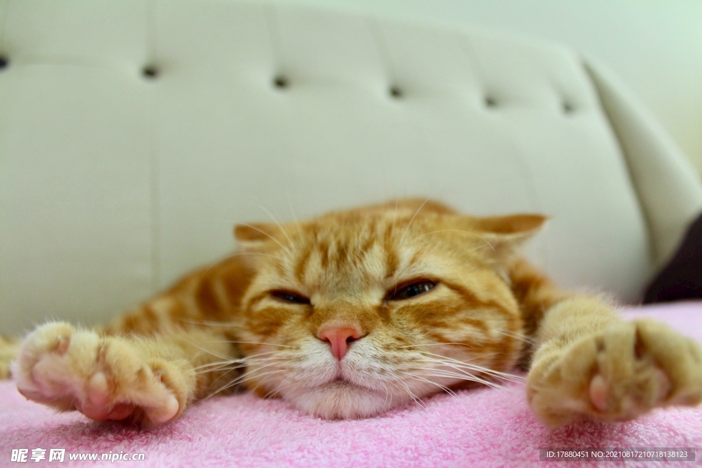 猫