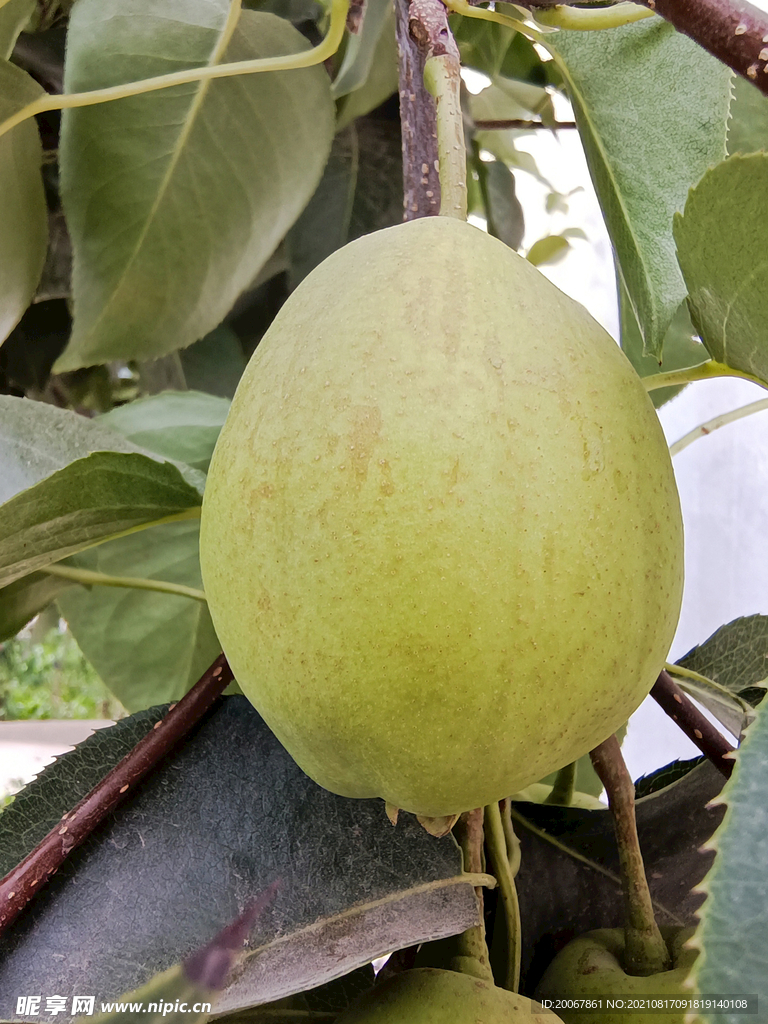香梨