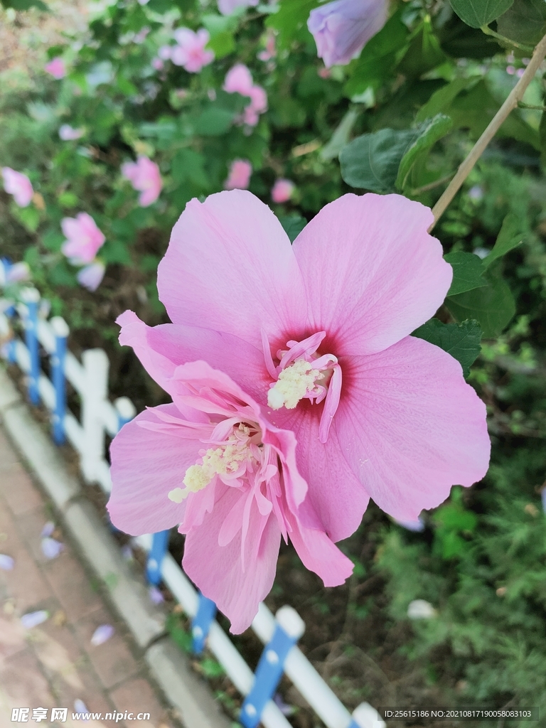 粉色花朵 植物 大自然