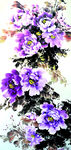 紫香图