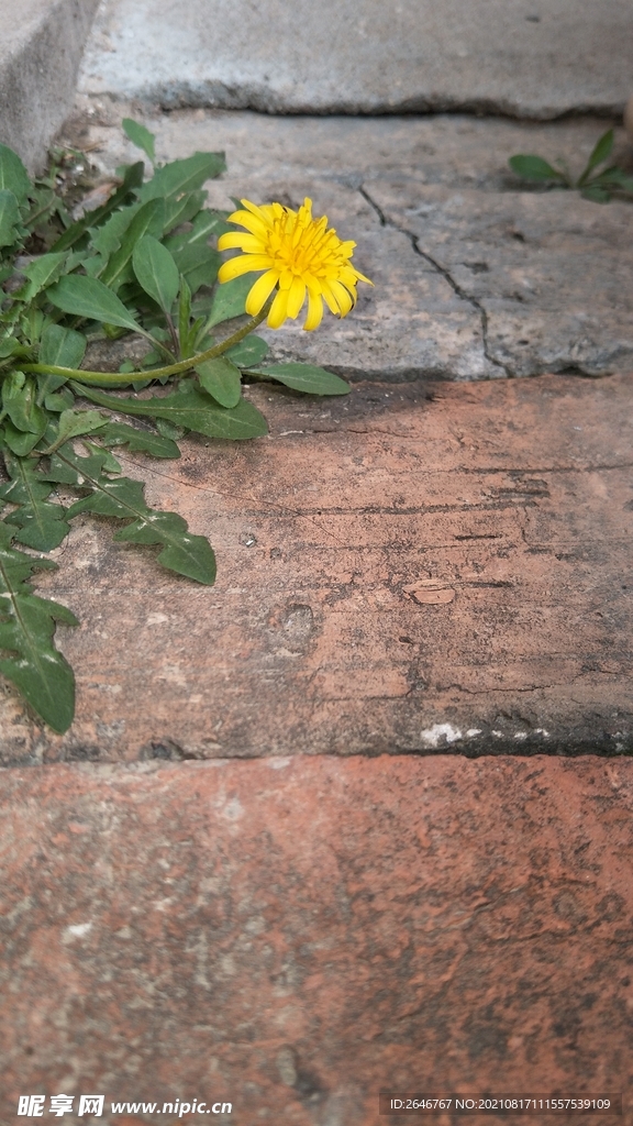 长在砖缝里的黄色蒲公英花朵
