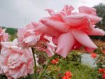 月季花