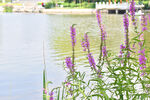湖边的紫花