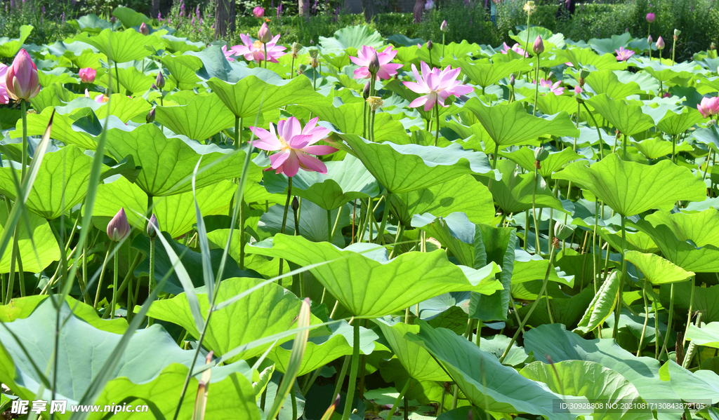 荷花池塘