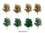 白蜡树