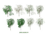 胡椒树