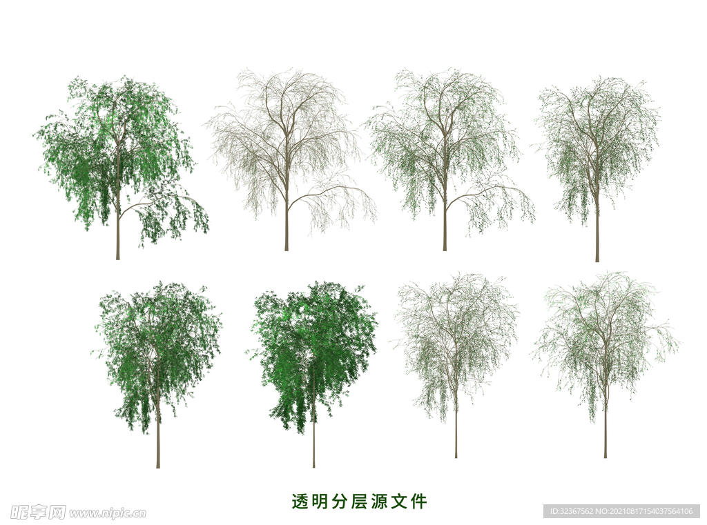 胡椒树