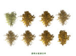 枫树