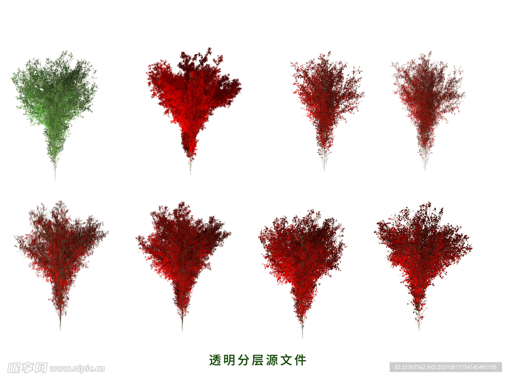 银杏树