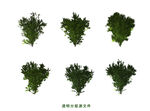 橡树素材