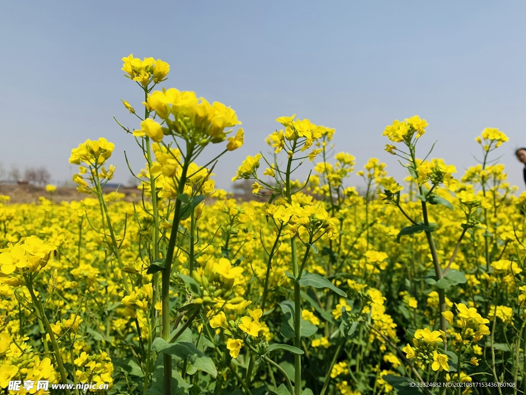 油菜花