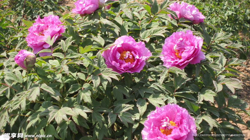 花