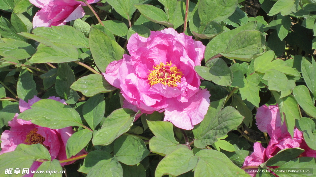 花