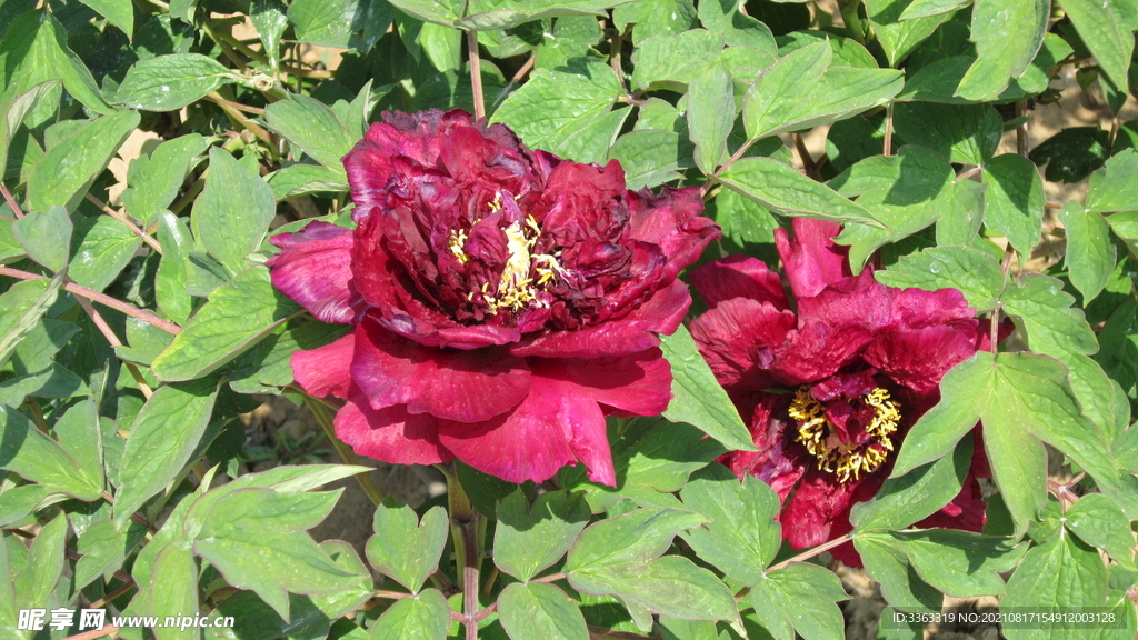 花