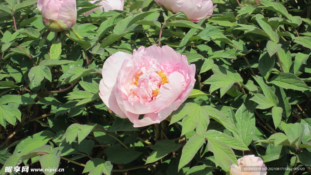 花