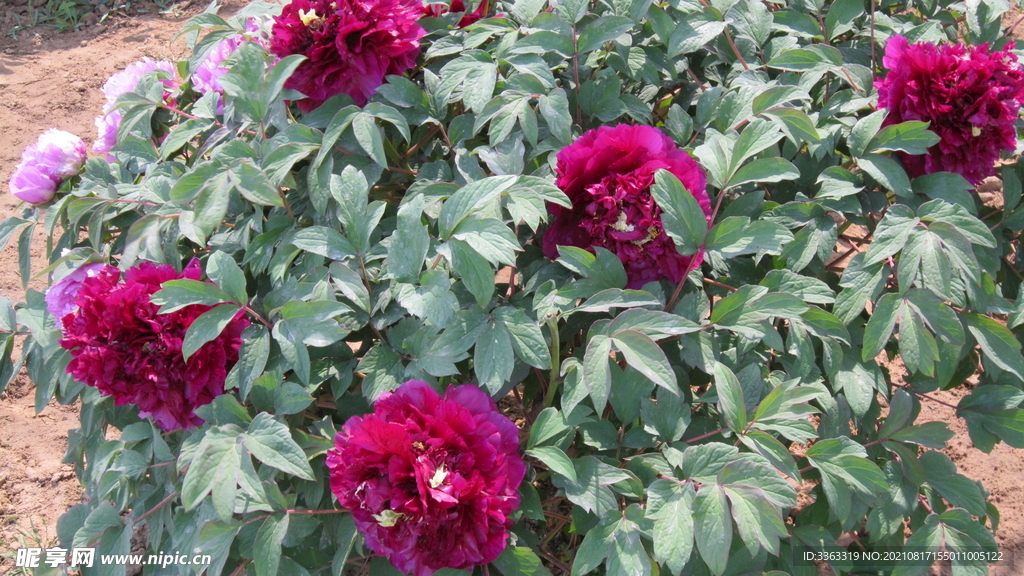 花