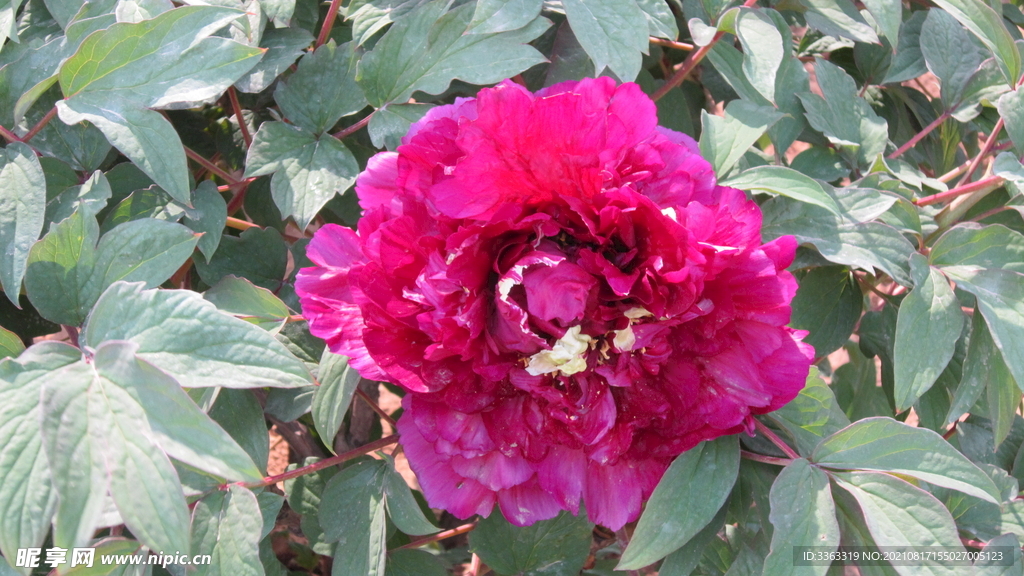 花