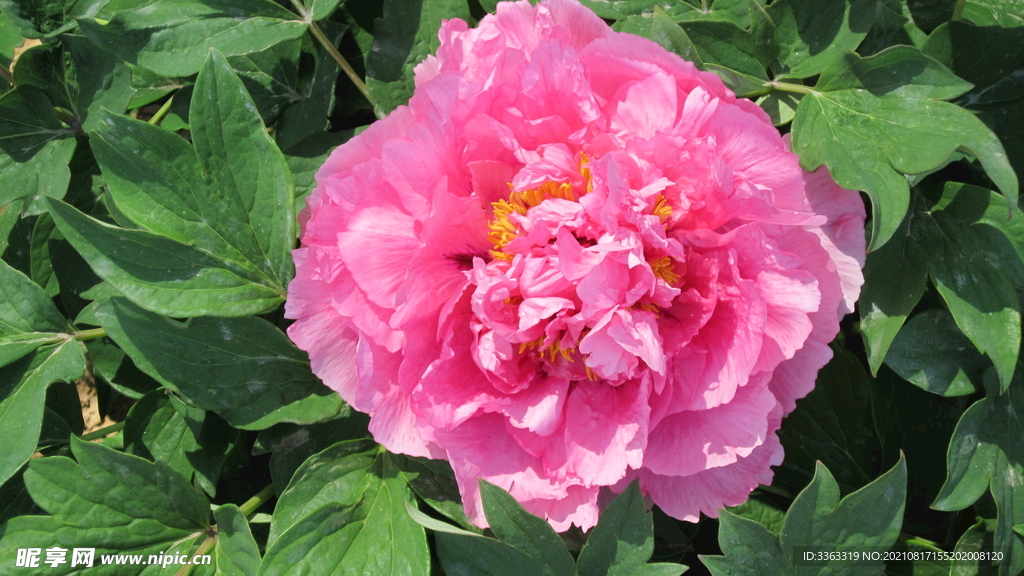 花
