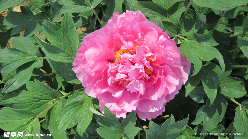 花