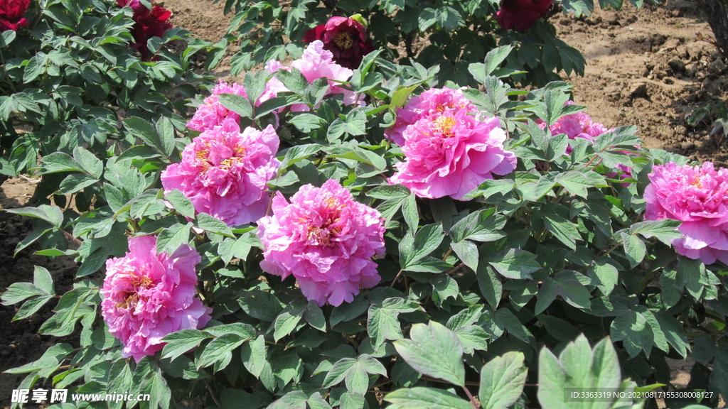 花