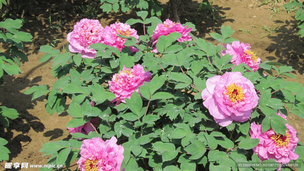 花