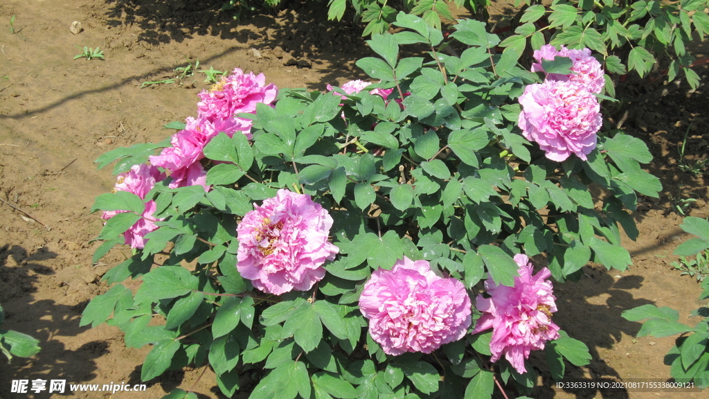 花