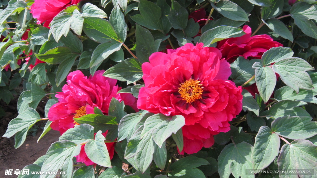 花