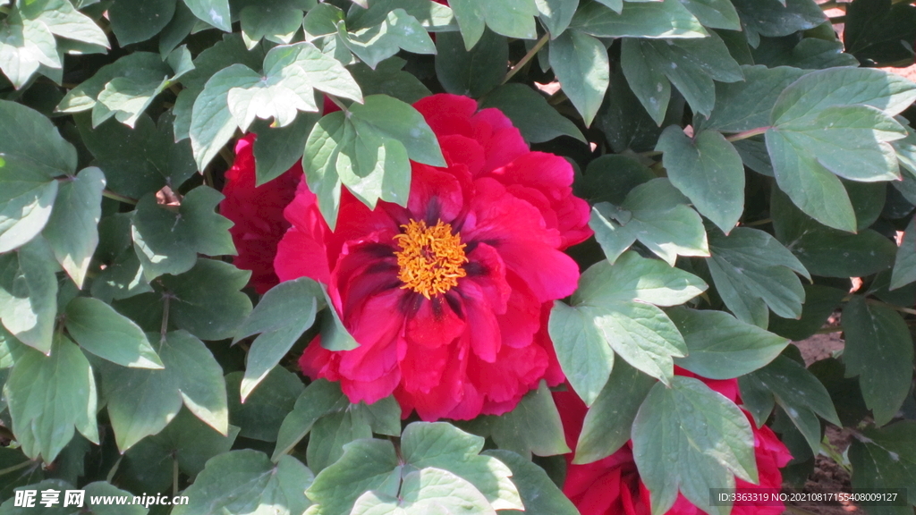 花
