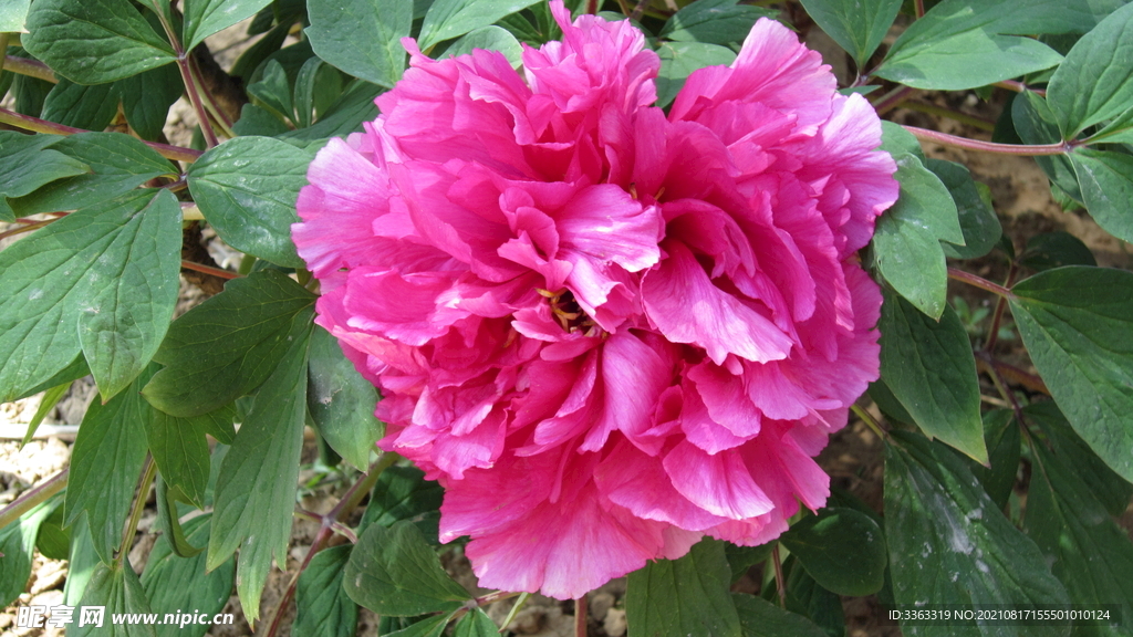 花