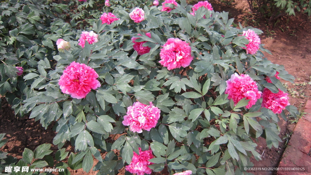 花
