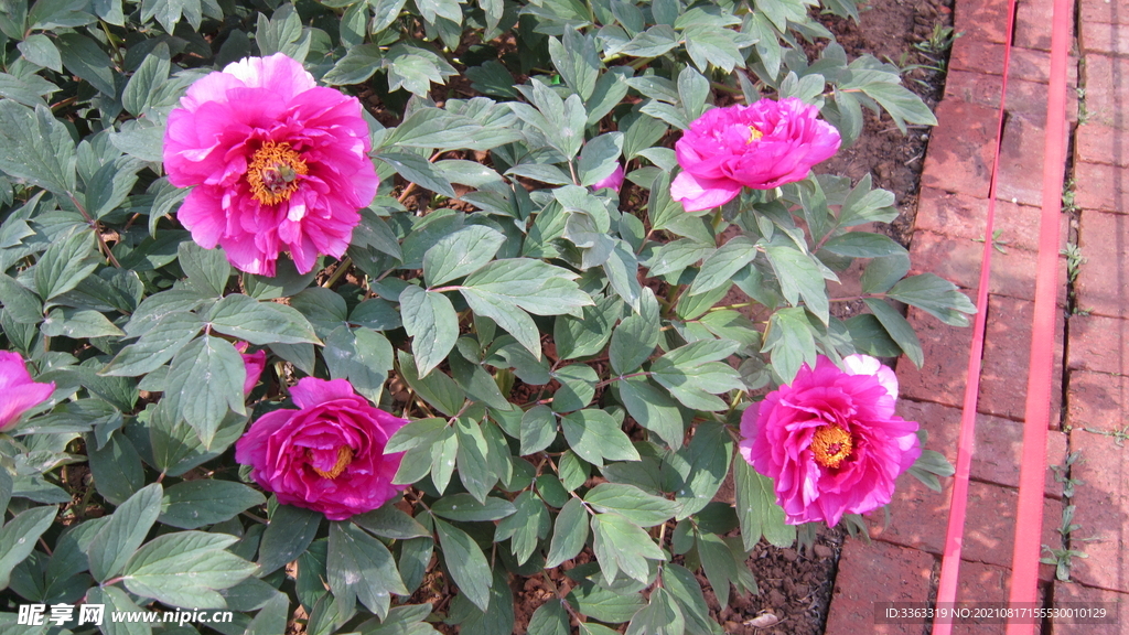 花