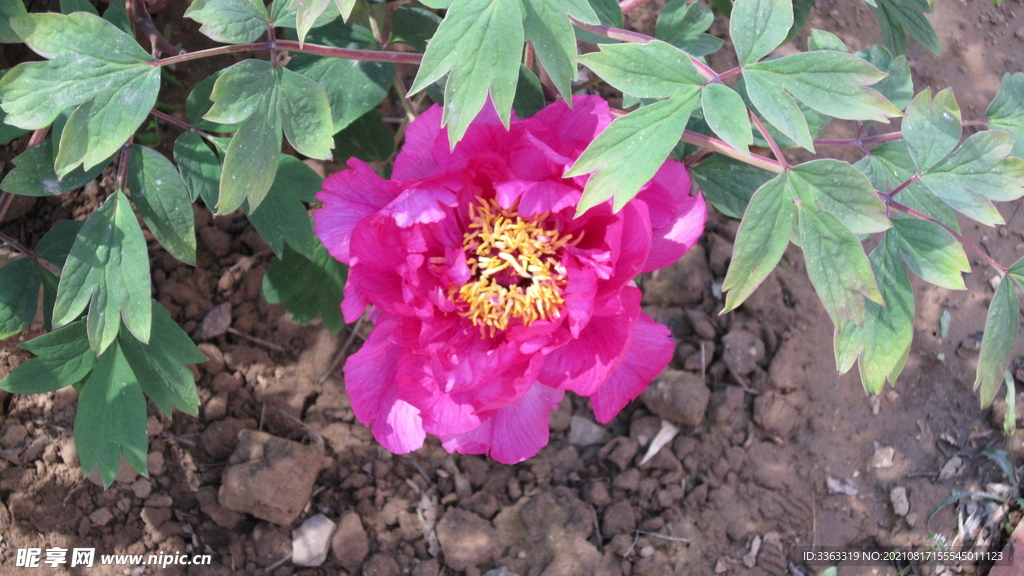 花