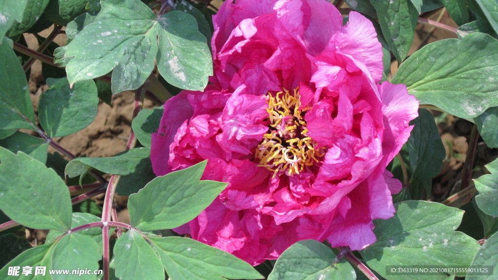花