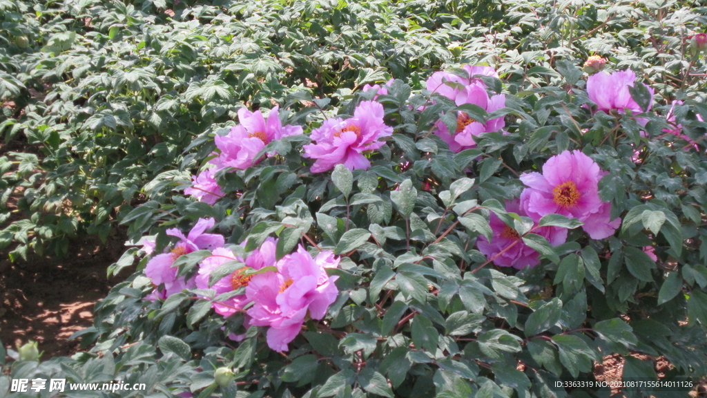 花