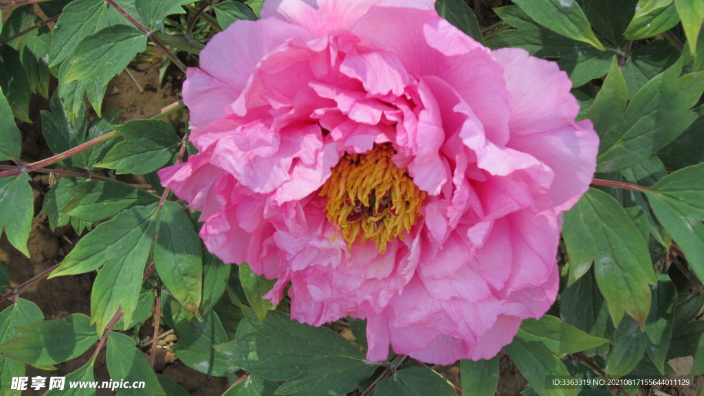 花