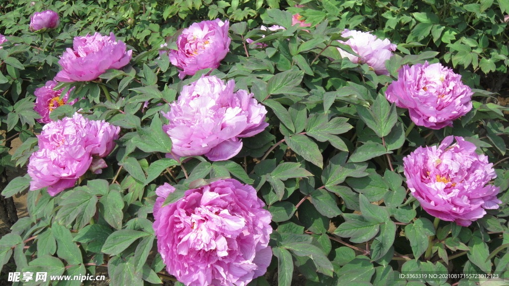 花