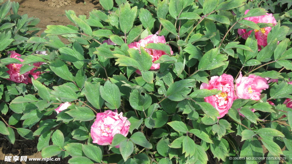 花