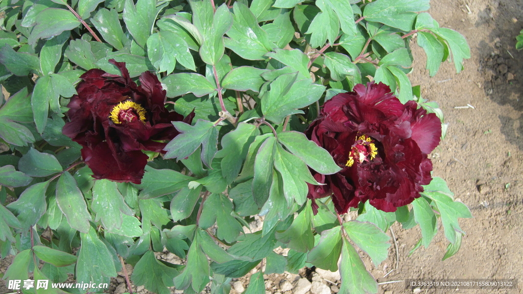花