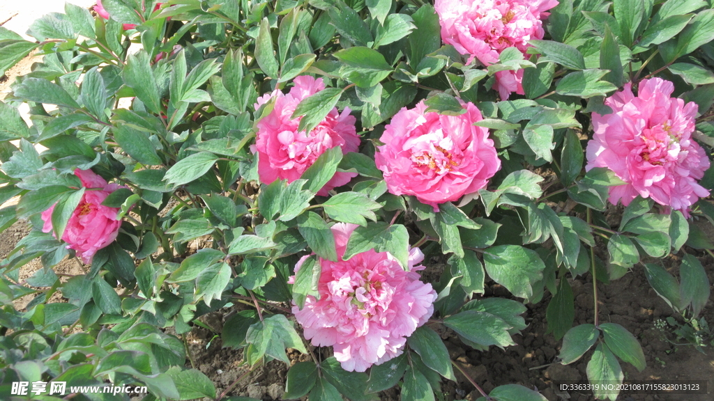 花