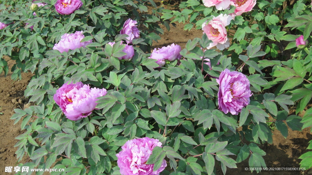 花