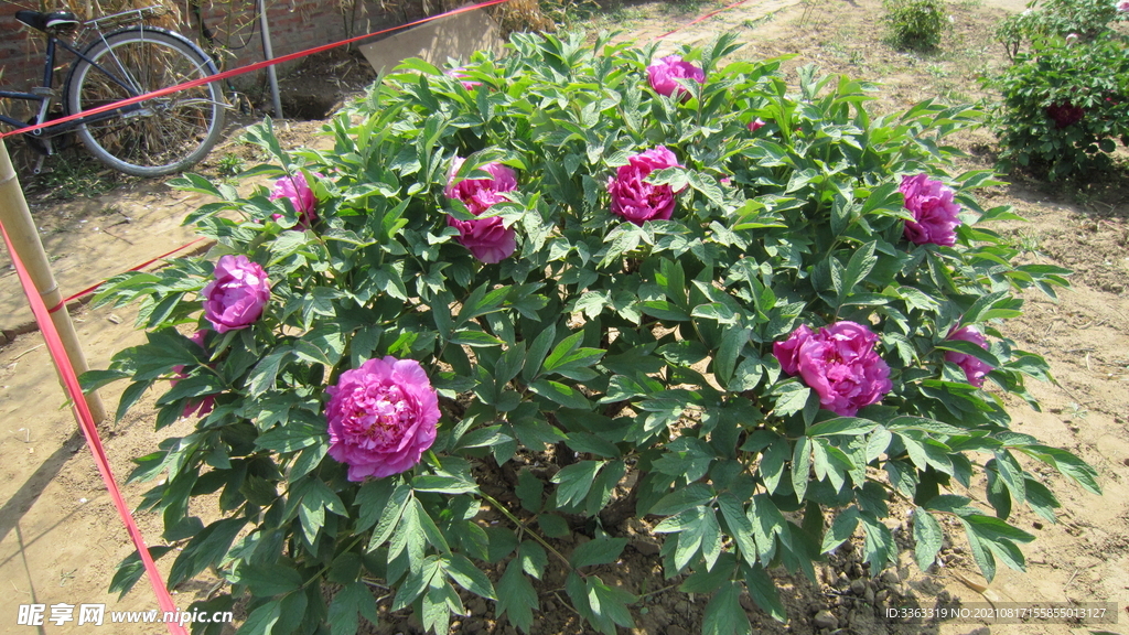 花