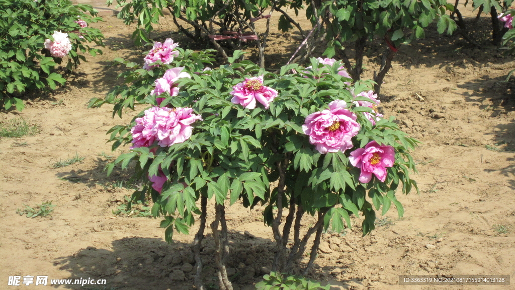 花