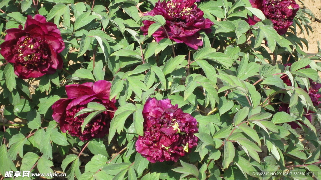 花