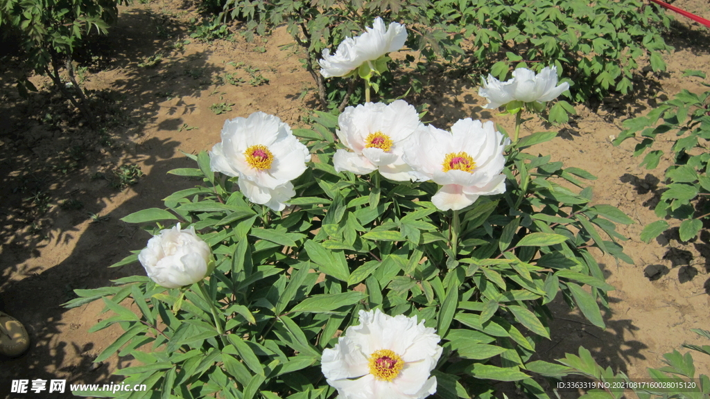 白花