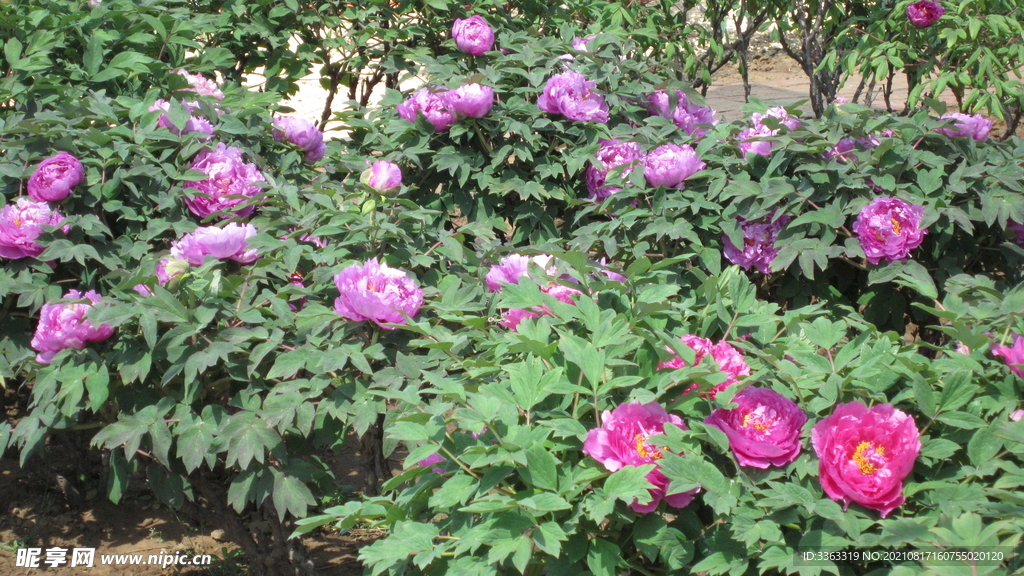 花